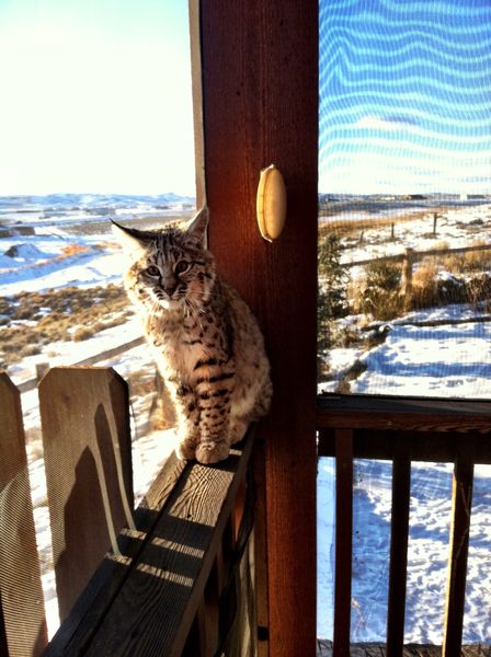 Hey kitty. Photo by Kim Andrews.