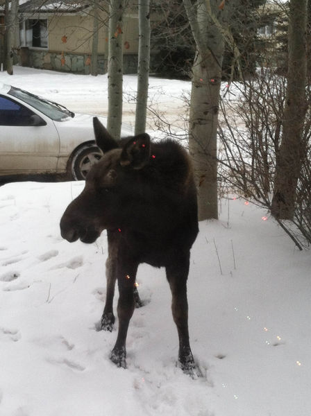 Moose out front. Photo by Joe Zuback.