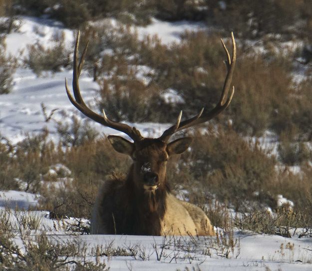 Bull elk. Photo by Dave Bell.