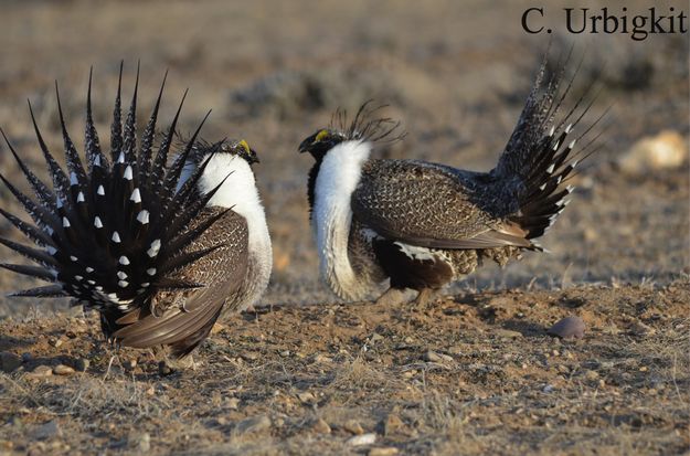 Strutting. Photo by Cat Urbigkit.