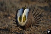 Sage Grouse male. Photo by Cat Urbigkit.