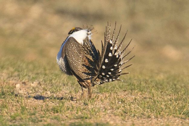 Puffed up. Photo by Dave Bell.