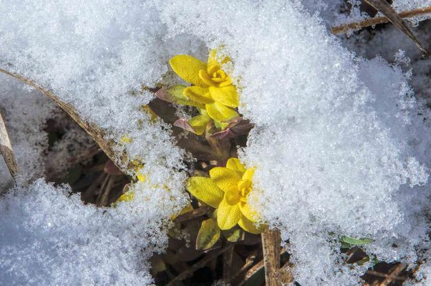 Blooming cold. Photo by Dave Bell.