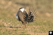 Puffed up. Photo by Dave Bell.