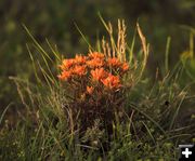 Desert Paintbrush. Photo by Dave Bell.