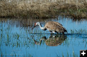 Sandhill crane. Photo by Arnold Brokling.