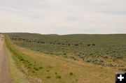 Moving cattle. Photo by Terry Allen.