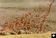 Green River Drift. Photo by Upper Green River Cattle Association.