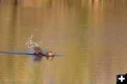 Beaver. Photo by Arnold Brokling.