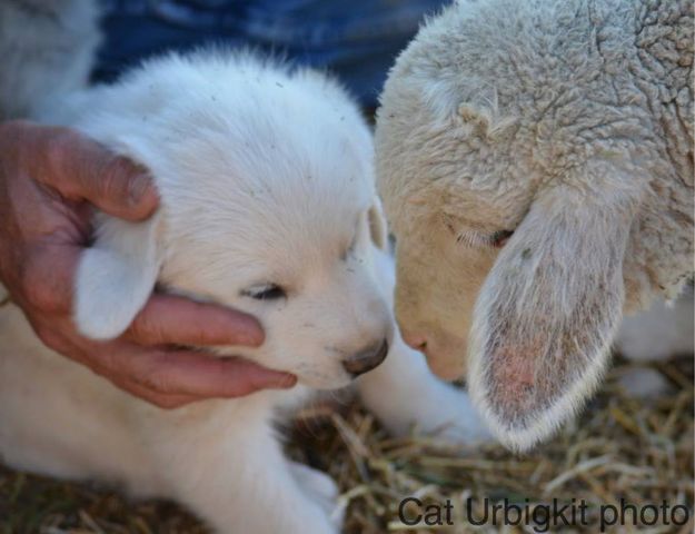 Introduction. Photo by Cat Urbigkit.