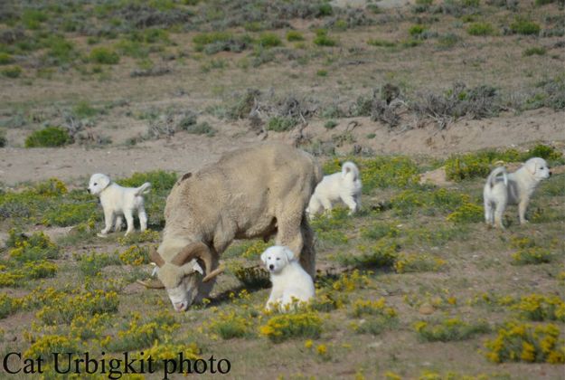 Well Guarded Ram. Photo by Cat Urbigkit.