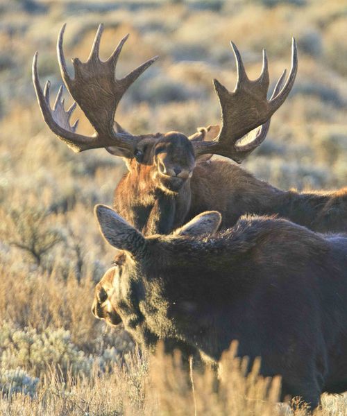 Getting friendly. Photo by Dave Bell.