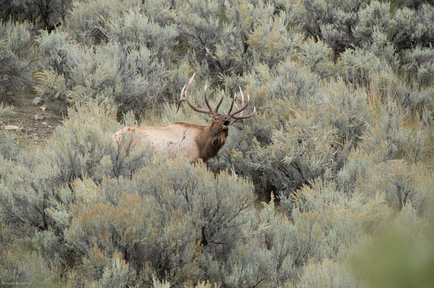 Bugling. Photo by Arnold Brokling.