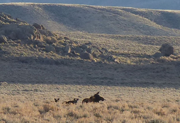 Cow moose and 2 calves. Photo by Dawn Ballou, Pinedale Online.