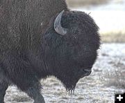 Bison. Photo by Dave Bell.