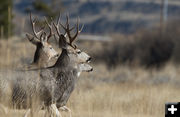 Deer on the move. Photo by Arnold Brokling.