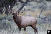 Bull elk. Photo by Arnold Brokling.