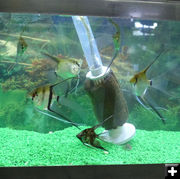 Tropical fish and aquariums. Photo by Dawn Ballou, Pinedale Online.