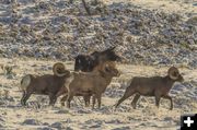 4 Rams and a Moose. Photo by Dave Bell.