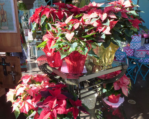 Poinsettias. Photo by Dawn Ballou, Pinedale Online.