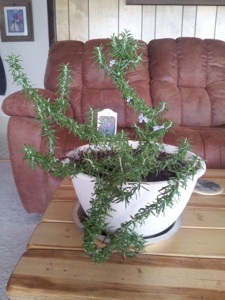 Rosemary. Photo by Sage & Snow Garden Club.