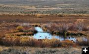 Kendall Valley swans. Photo by Green River Valley Land Trust.