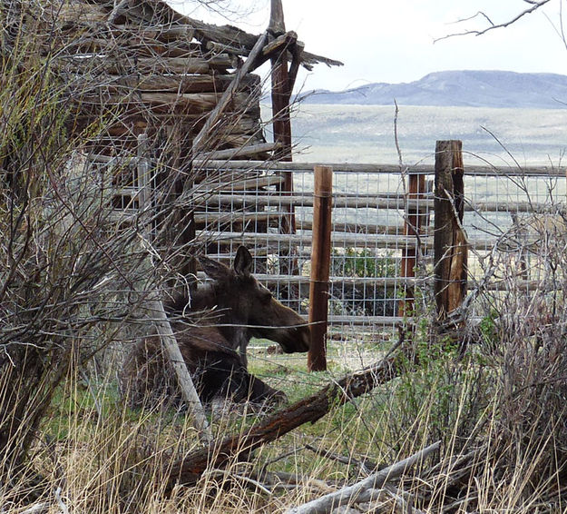 Moose. Photo by Dawn Ballou, Pinedale Online.