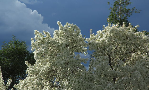 Flowering Crabapple. Photo by Fred Pflughoft.