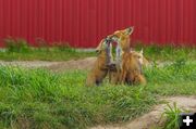 A Kiss for Mommy. Photo by Dave Bell.