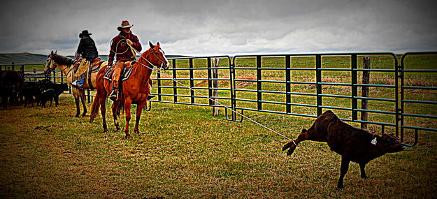 Heelin'. Photo by Terry Allen.