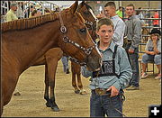 Showing the colts. Photo by Terry Allen.