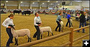 Showing Sheep. Photo by Terry Allen.