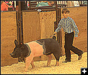 Swine Showmanship. Photo by Terry Allen.