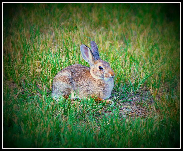 A Bunny Came to Listen. Photo by Terry Allen.