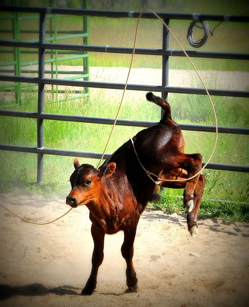 Belly-Roped. Photo by Terry Allen.