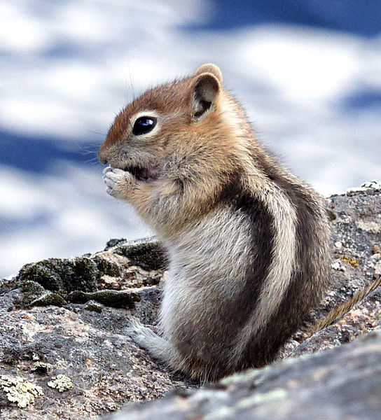 Eating a berry. Photo by Dawn Ballou, Pinedale Online.