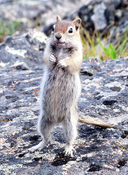 Looking at you. Photo by Dawn Ballou, Pinedale Online.