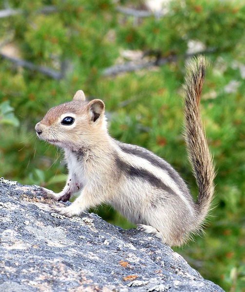 Lightning fast little rascal. Photo by Dawn Ballou, Pinedale Online.