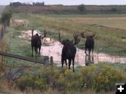 3 Bulls. Photo by Cindy Friel.