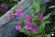 Lewis' Monkeyflower. Photo by Fred Pflughoft.