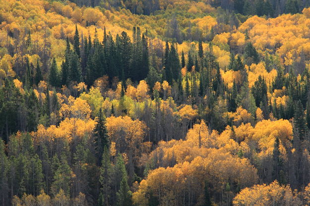 Fall colors. Photo by Fred Pflughoft.