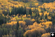 Fall colors. Photo by Fred Pflughoft.