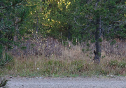 Deer decoy. Photo by Wyoming Game & Fish.