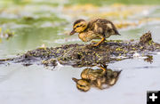 Duckling. Photo by Elizabeth Boehm.