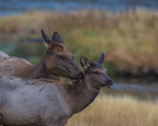 Motherly Love. Photo by Arnie Brokling.