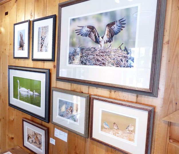 Betty Boehm photo exhibit. Photo by Dawn Ballou, Pinedale Online.