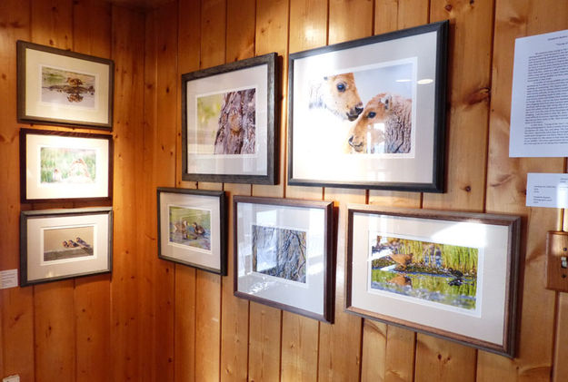 Photo exhibit. Photo by Dawn Ballou, Pinedale Online.