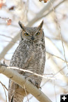 Owl. Photo by Sandy & Justin Wright.