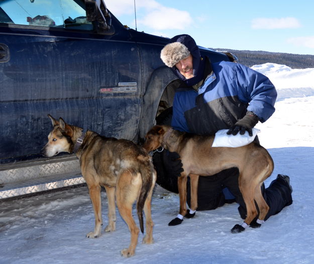 Ice the Pup Down. Photo by Terry Allen.