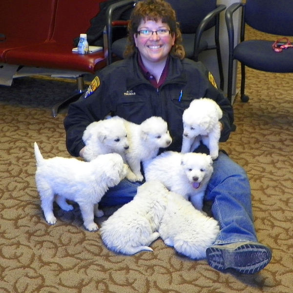 Pups. Photo by Sweetwater County Sheriff's Office.